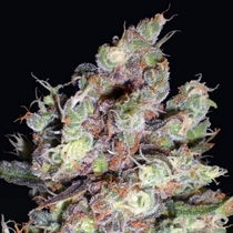 Cotton Candy Kush (Delicious Seeds) Cannabis Seeds