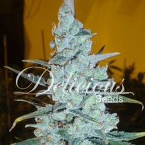 Critical Jack Herer (Delicious Seeds) Cannabis Seeds