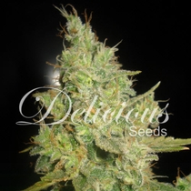 Critical Kali Mist (Delicious Seeds) Cannabis Seeds
