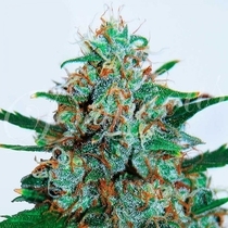 Critical Neville Haze Auto (Delicious Seeds) Cannabis Seeds