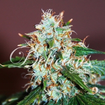 Critcal Neville Haze (Delicious Seeds) Cannabis Seeds