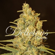 Critical Sensi Star (Delicious Seeds) Cannabis Seeds