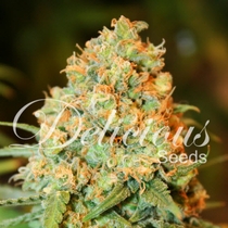 Critical Super Silver Haze (Delicious Seeds) Cannabis Seeds