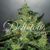 Critical x Jack Herer Auto (Delicious Seeds) Cannabis Seeds