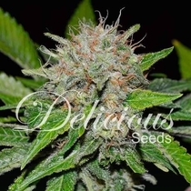 Deep Mandarin (Delicious Seeds) Cannabis Seeds
