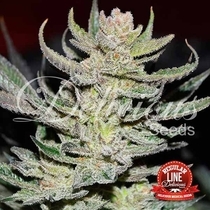 Unknown Kush Regular (Delicious Seeds) Cannabis Seeds