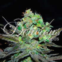 Eleven Roses (Delicious Seeds) Cannabis Seeds