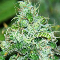 Fruity Chronic Juice (Delicious Seeds) Cannabis Seeds