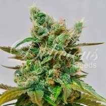 Honeybells  (Delicious Seeds) Cannabis Seeds
