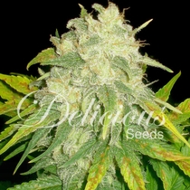 Il Diavolo (Delicious Seeds) Cannabis Seeds