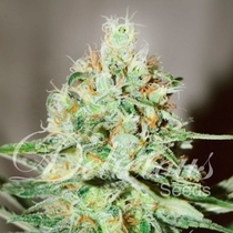 Jagg Kush (Delicious Seeds) Cannabis Seeds