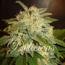 La Bella Afrodita (Delicious Seeds) Cannabis Seeds