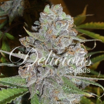 La Diva (Delicious Seeds) Cannabis Seeds