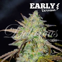 Marmalate Early Version (Delicious Seeds) Cannabis Seeds