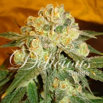 Marmalate (Delicious Seeds) Cannabis Seeds