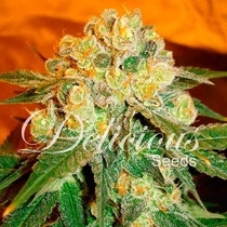 Marmalate Regular (Delicious Seeds) Cannabis Seeds