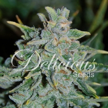 Northern Light Blue Auto (Delicious Seeds) Cannabis Seeds
