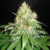 Northern Light Blue (Delicious Seeds) Cannabis Seeds