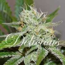 Original Juan Herer (Delicious Seeds) Cannabis Seeds