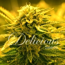 Sugar Black Rose Auto (Delicious Seeds) Cannabis Seeds