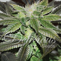 Sugar Candy (Delicious Seeds) Cannabis Seeds