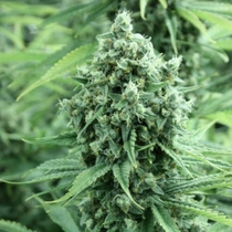 Casey Jones (Devils Harvest Seeds) Cannabis Seeds