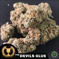 Devils Glue (Devils Harvest Seeds) Cannabis Seeds