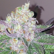 Fallen Angel (Devils Harvest Seeds) Cannabis Seeds
