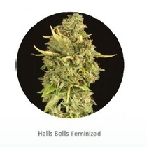 Hells Bells (Devils Harvest Seeds) Cannabis Seeds