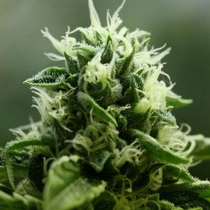 John Doe (Devils Harvest Seeds) Cannabis Seeds