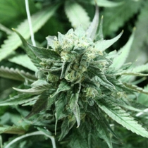 Khufu (Devils Harvest Seeds) Cannabis Seeds