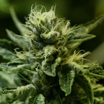 Kuchi (Devils Harvest Seeds) Cannabis Seeds