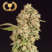 OG Reek'n (Devils Harvest Seeds) Cannabis Seeds