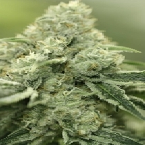 Rollex OG Kush (Devils Harvest Seeds) Cannabis Seeds