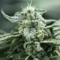 Shoreline (Devils Harvest Seeds) Cannabis Seeds