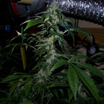 Strawberry Sour Diesel (Devils Harvest Seeds) Cannabis Seeds
