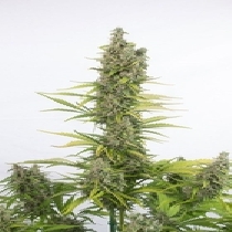 Amnesia CBD Auto (Dinafem Seeds) Cannabis Seeds