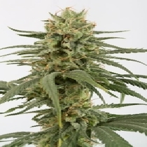 Amnesia CBD (Dinafem Seeds) Cannabis Seeds