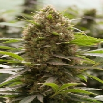 Amnesia Kush (Dinafem Seeds) Cannabis Seeds
