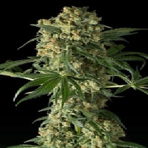Big Kush (Dinafem Seeds) Cannabis Seeds