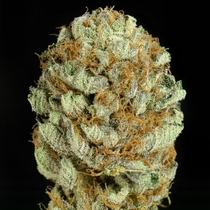 Blue Kush (Dinafem Seeds) Cannabis Seeds