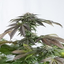 Bubba Kush CBD (Dinafem Seeds) Cannabis Seeds