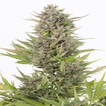 Critical + CBD Auto (Dinafem Seeds) Cannabis Seeds