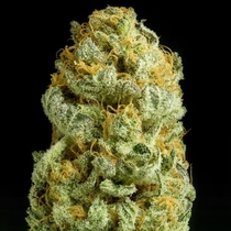 Critical Cheese (Dinafem Seeds) Cannabis Seeds