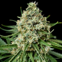 Critical Plus 2.0 (Dinafem Seeds) Cannabis Seeds
