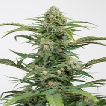 Dinamed CBD Auto (Dinafem Seeds) Cannabis Seeds