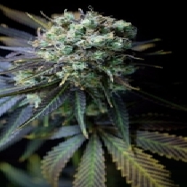 Dinamed CBD (Dinafem Seeds) Cannabis Seeds