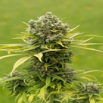 Dinamed CBD Plus (Dinafem Seeds) Cannabis Seeds