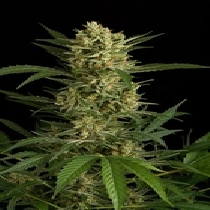 Amnesia Original Auto (Dinafem Seeds) Cannabis Seeds