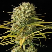 Amnesia Original (Dinafem Seeds) Cannabis Seeds